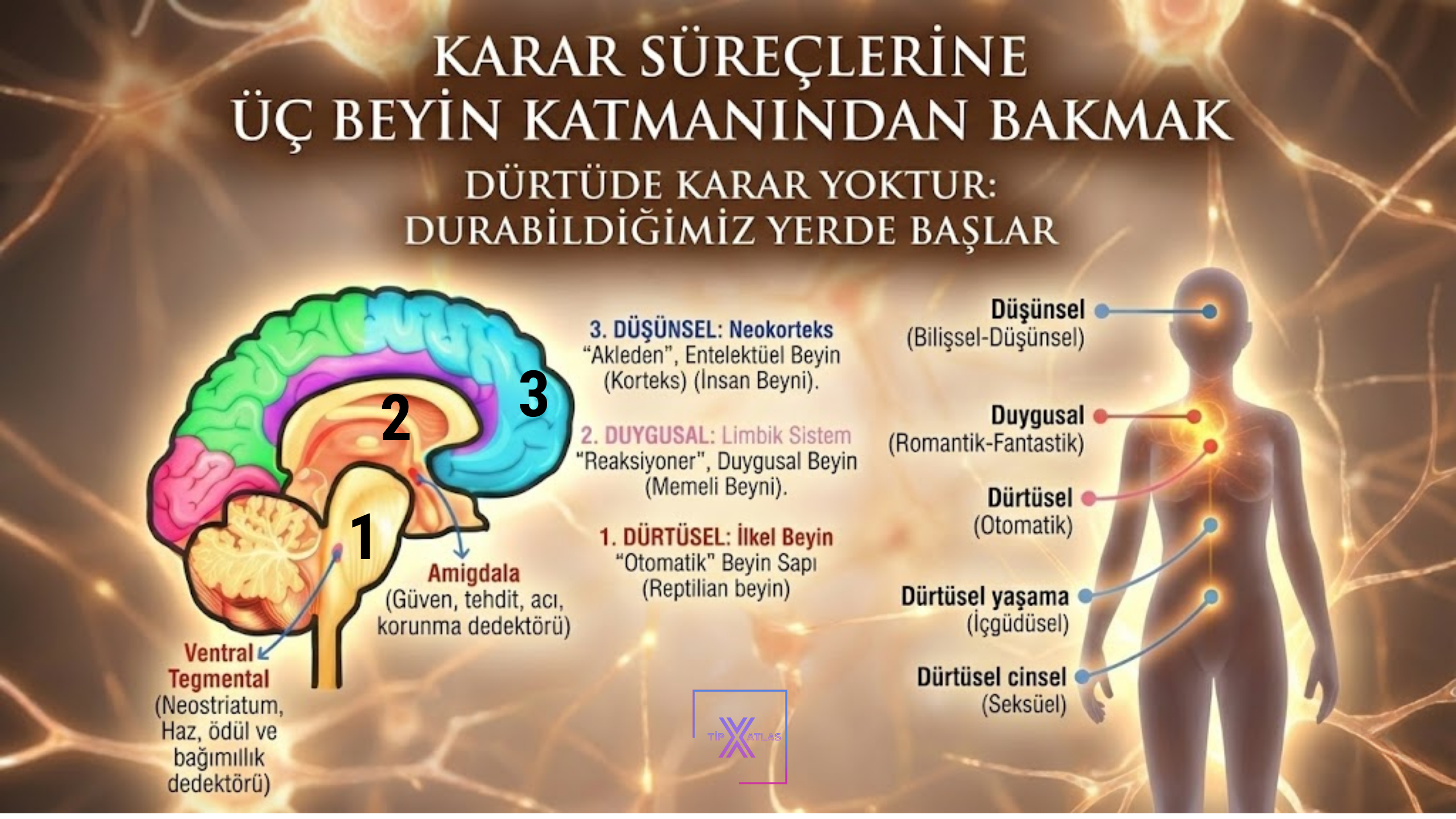 Karar Süreçlerine Üç Beyin Katmanından Bakmak
